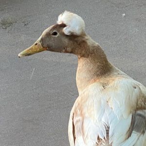 Meet your Posher, Diane